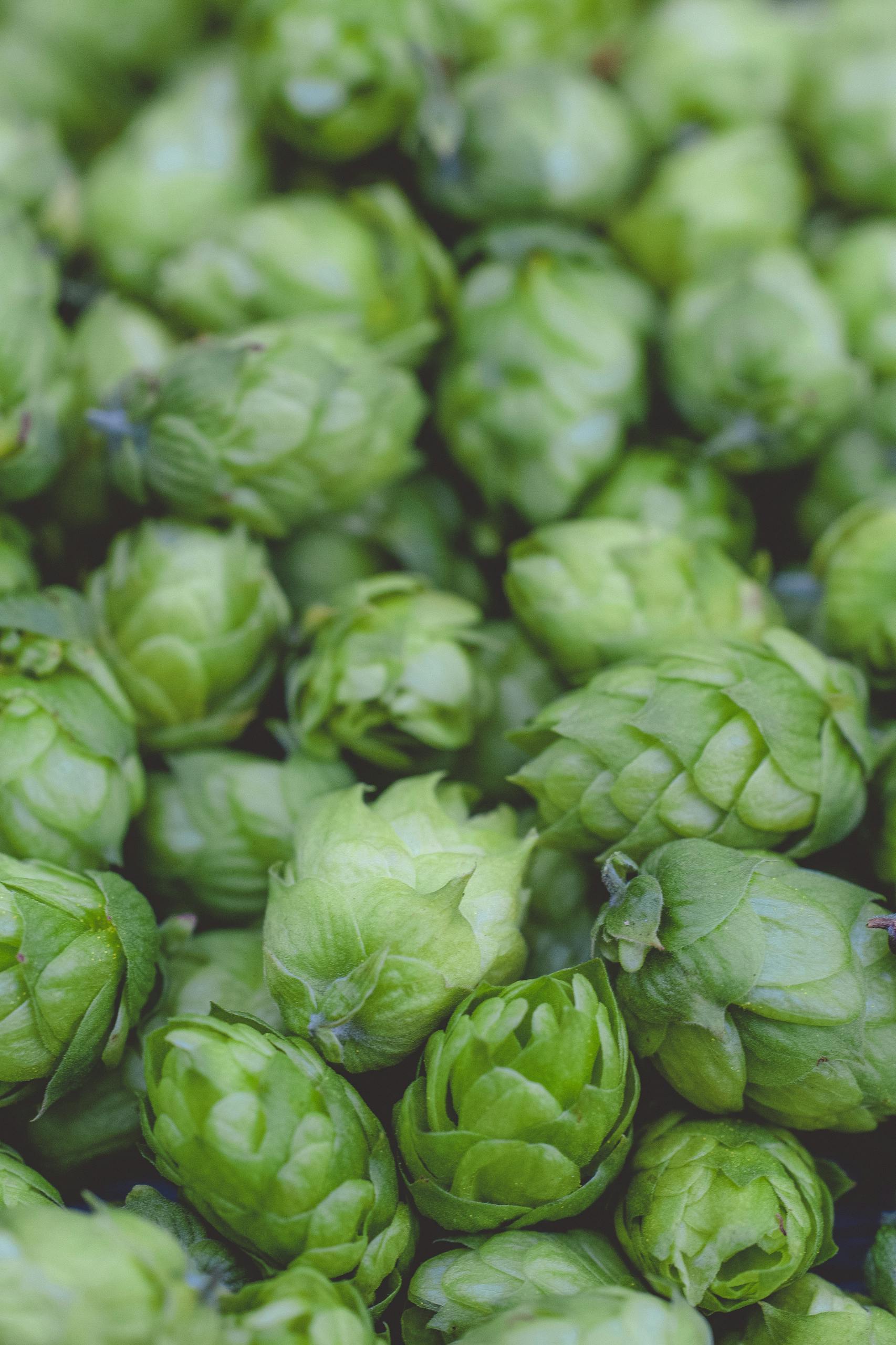 Close-up of fresh green hops, essential for brewing beer and agriculture.